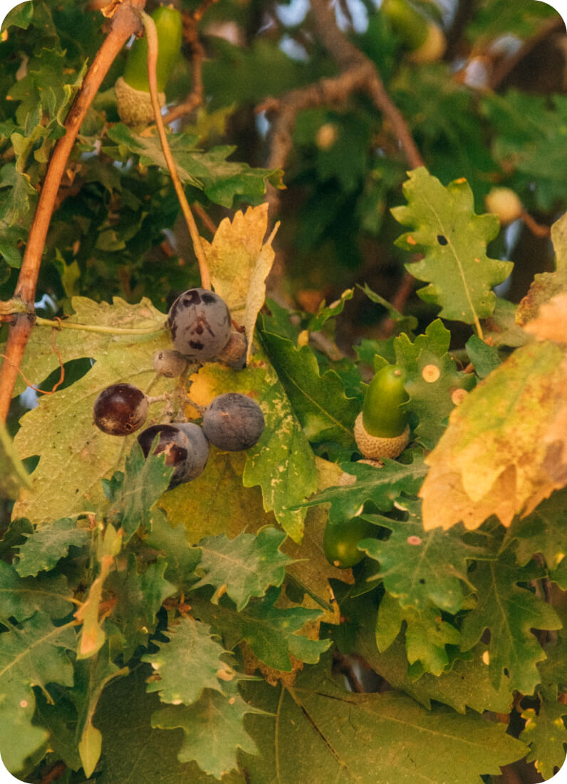 Neferiye Bodrum & Vino Locale